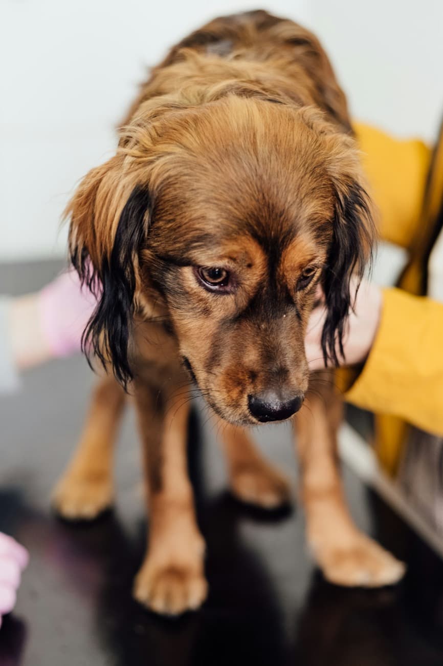 診察台でやさしく触診される犬