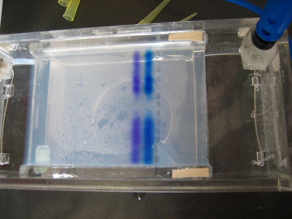 分子生物学的な分析(ゲル電気泳動)のイメージ