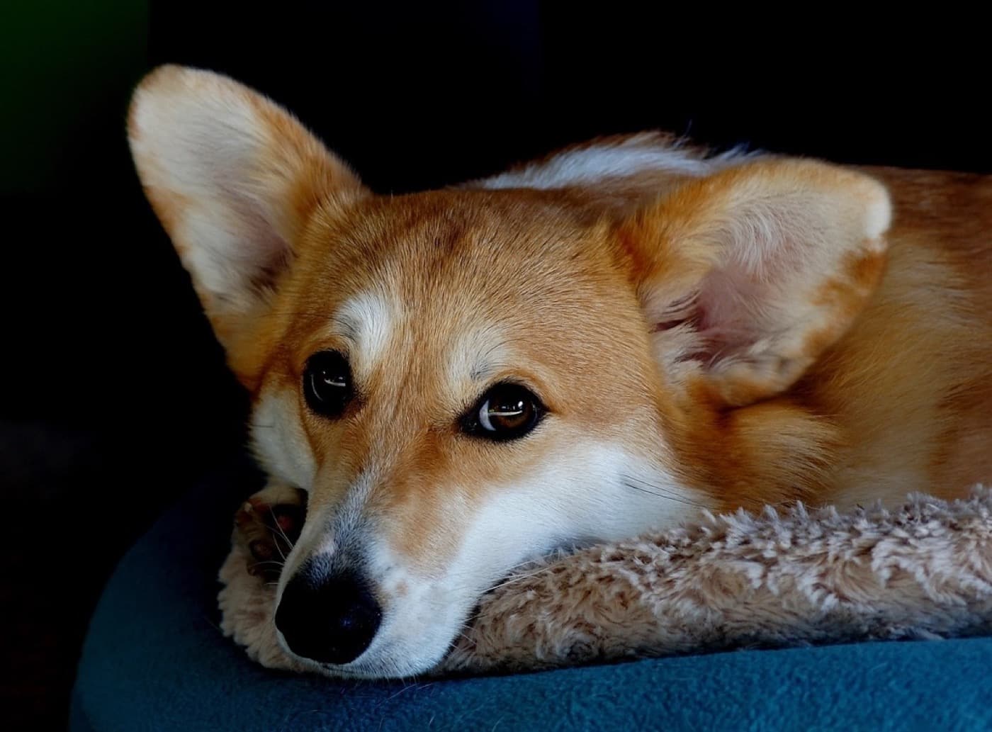 やわらかなクッションでくつろぐ宿泊中の犬
