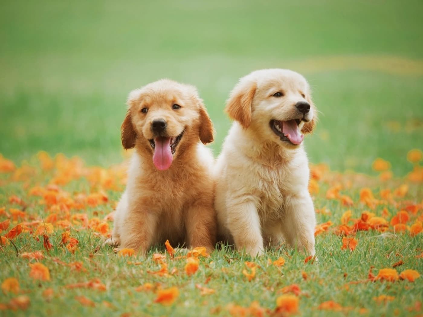 シャンプー後の子犬2頭のなかよしショット