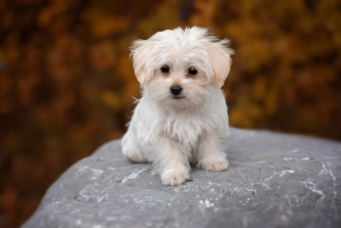 顔まわりを丸くカットしたマルチーズの子犬