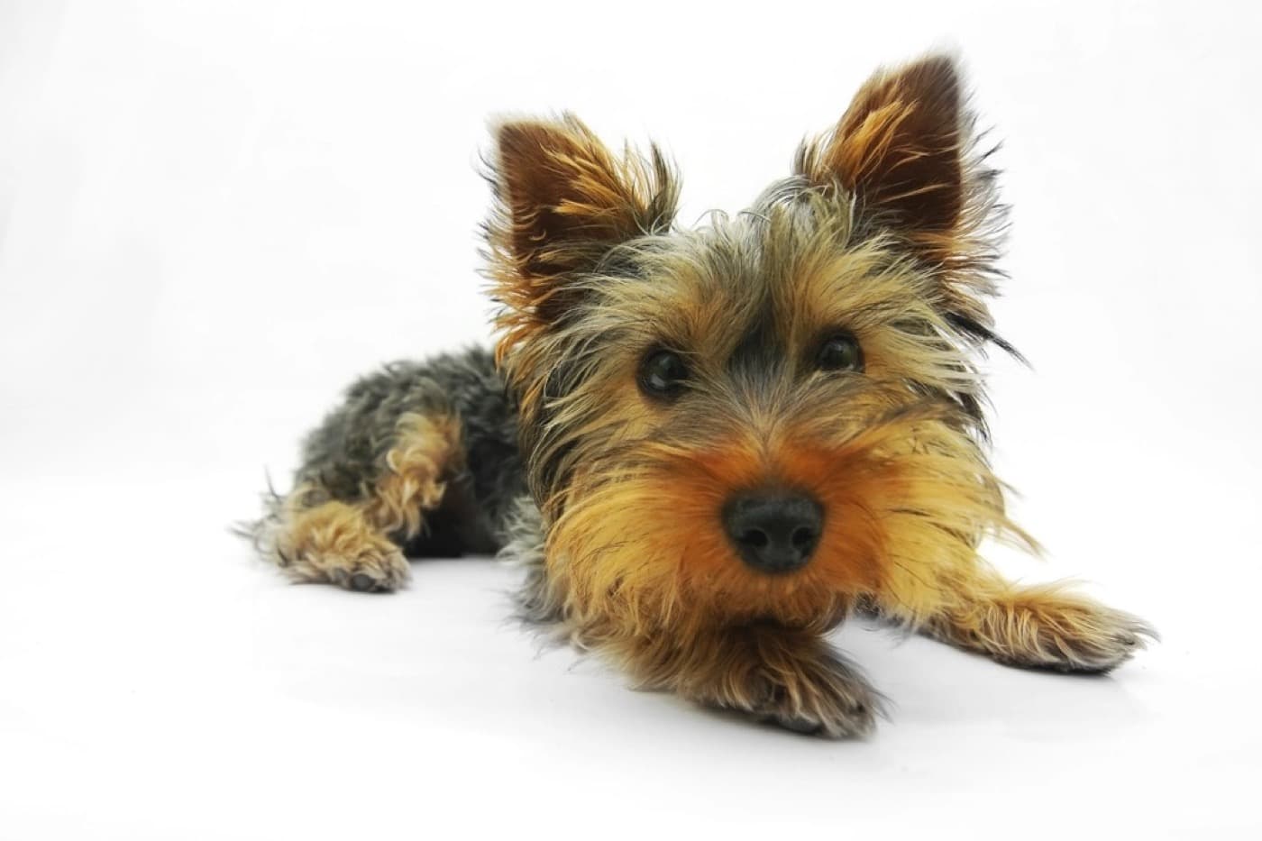 清潔に整えた子犬のスタジオショット