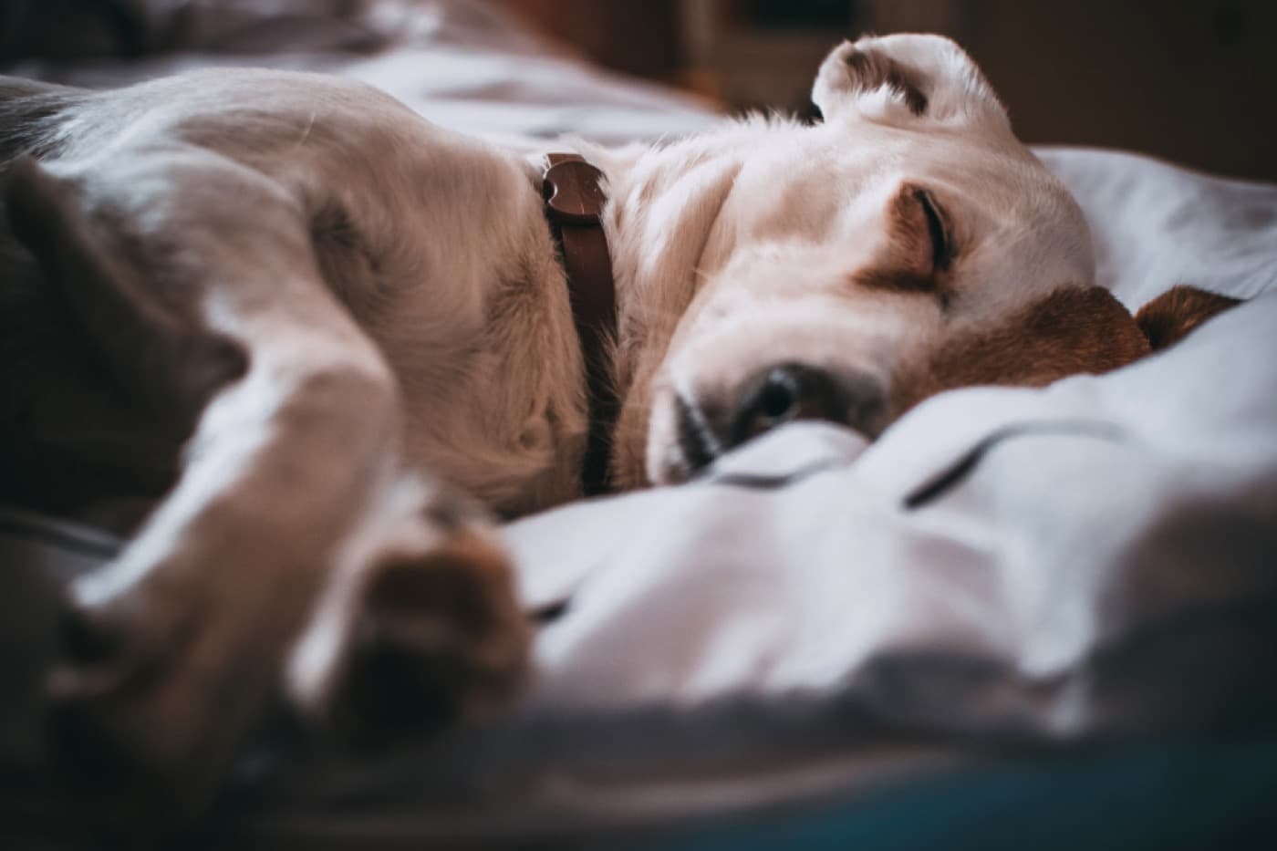 明るい客室のベッドで眠る白い犬