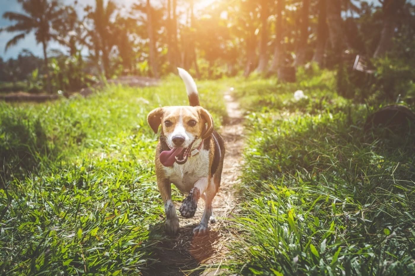 陽の差す屋外ランを元気に走る犬