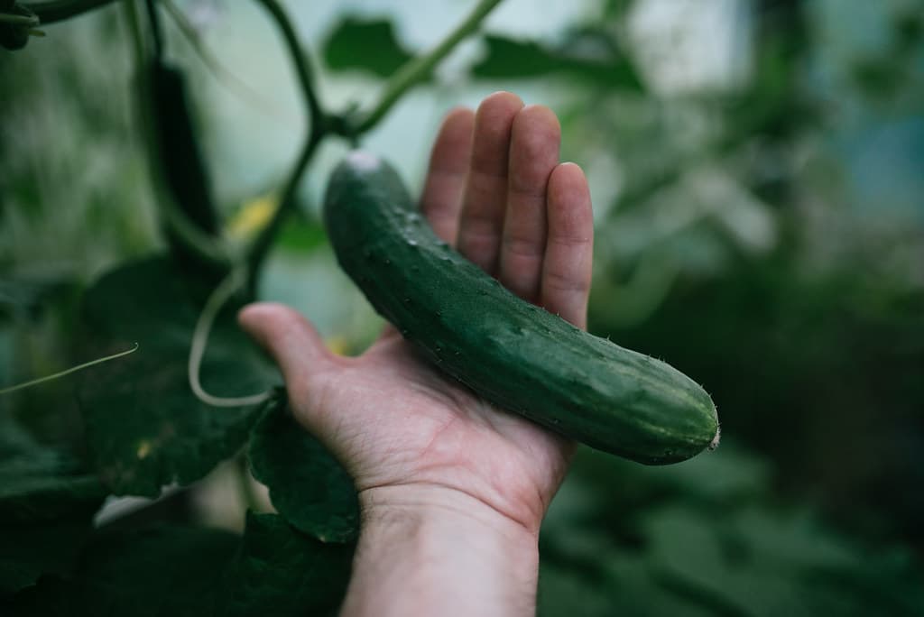 畑で収穫した野菜を手にする