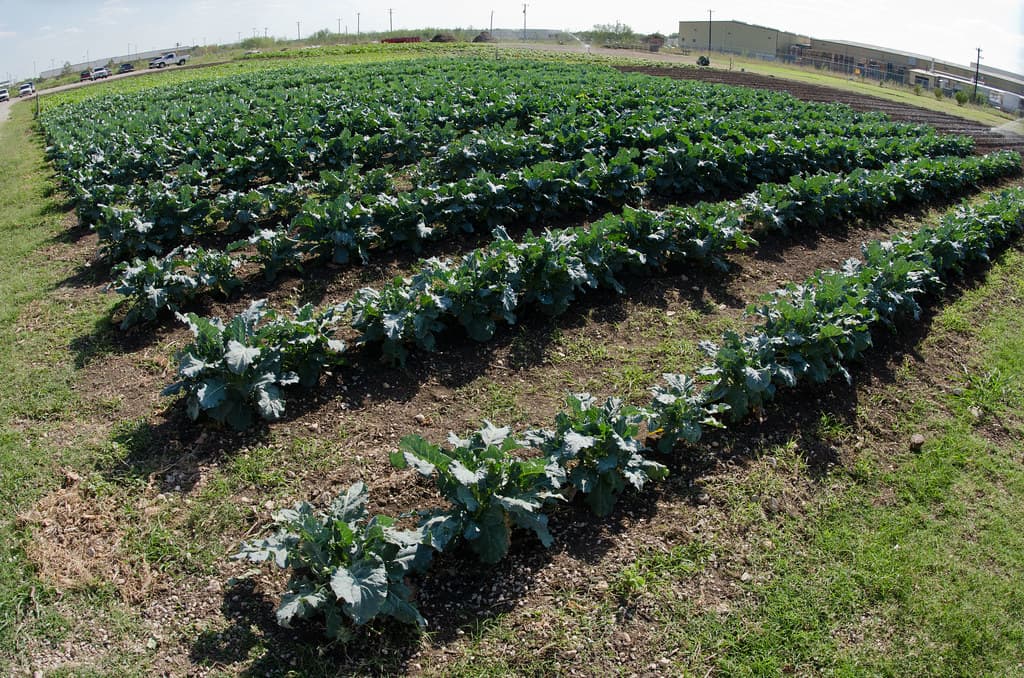 畝の並ぶ露地野菜の畑