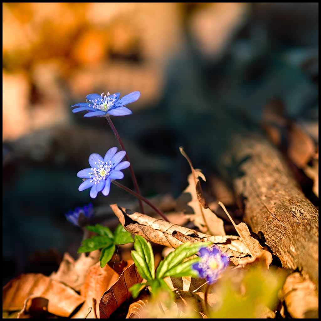 春のやわらかい光に照らされた若葉と小さな花