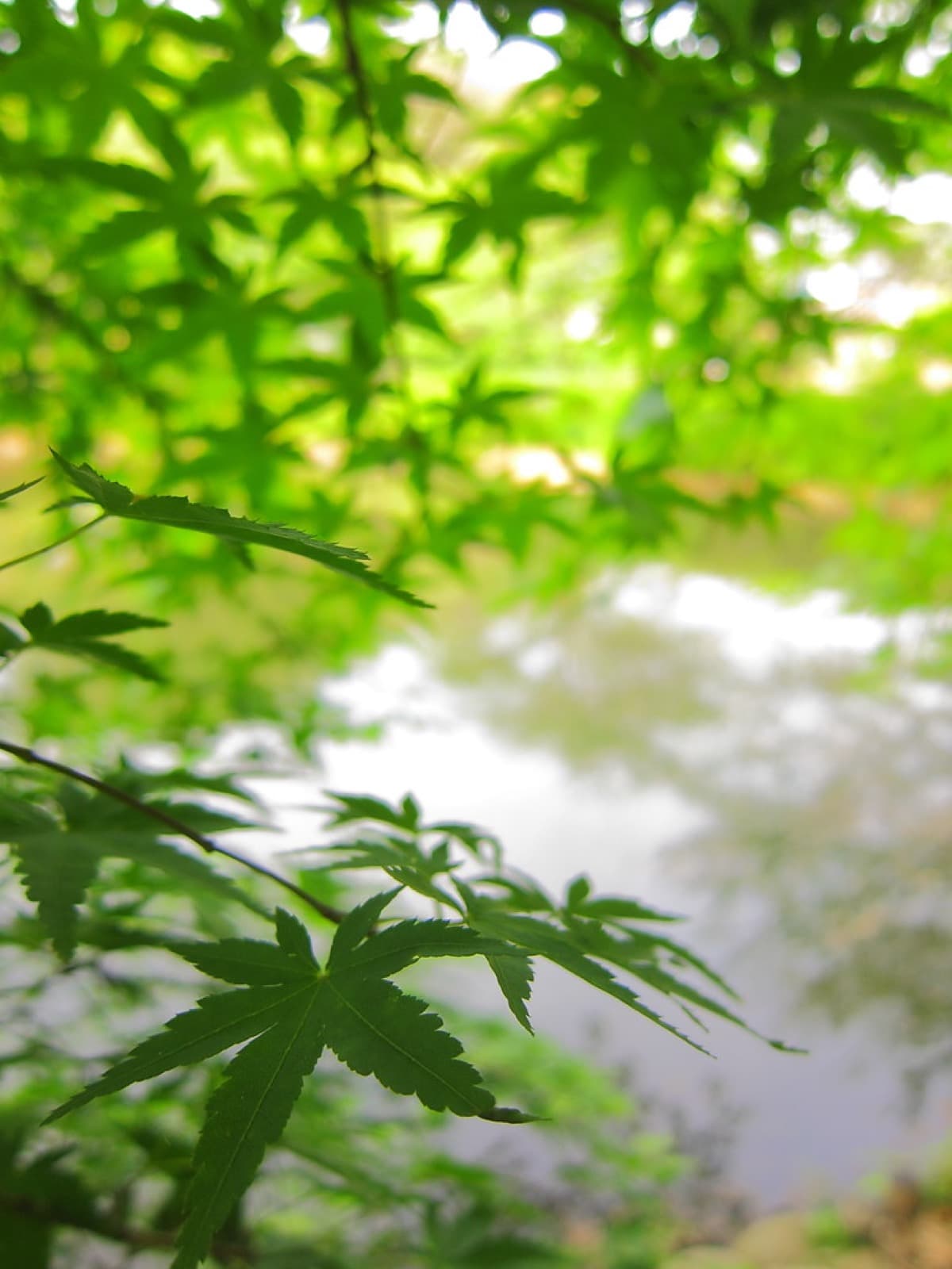 芽吹く楓の若葉