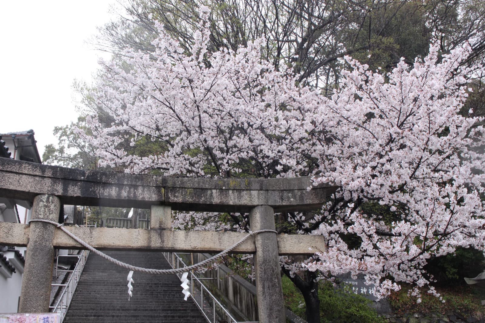 桜の咲く石鳥居と参道の石段
