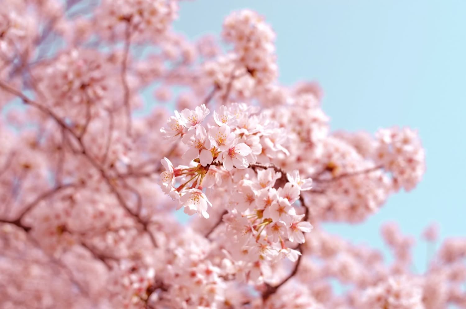 青空に映える満開の桜