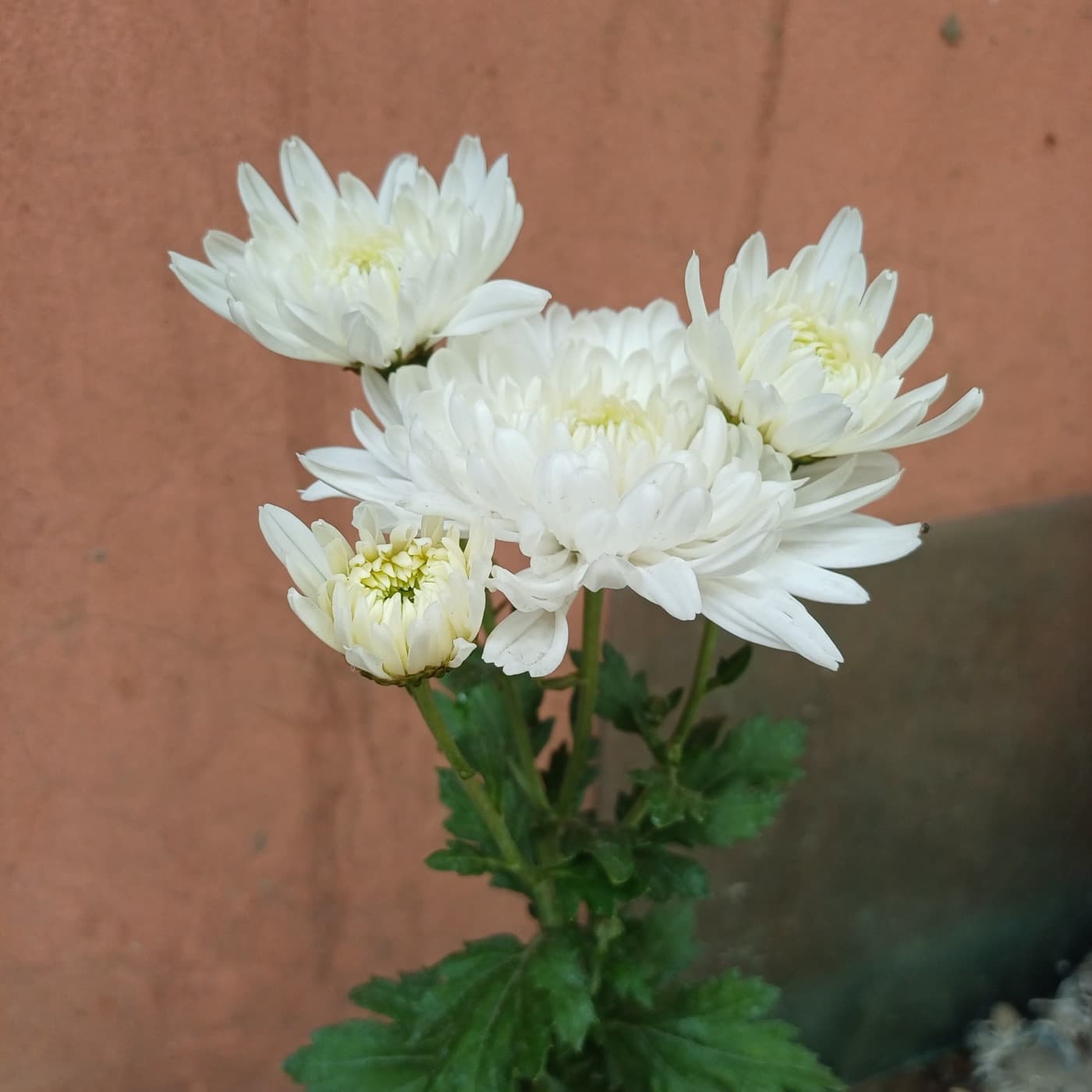 白い菊の花