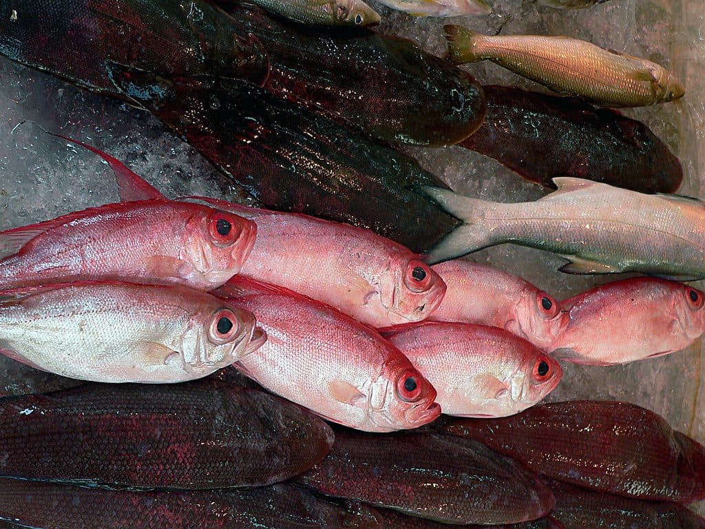 鮮魚・切身の商品イメージ