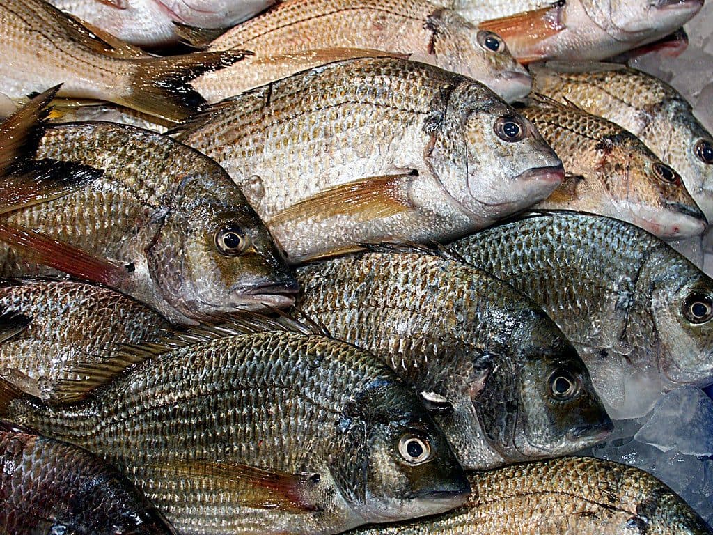 港直結の荷受場に並ぶ鮮魚