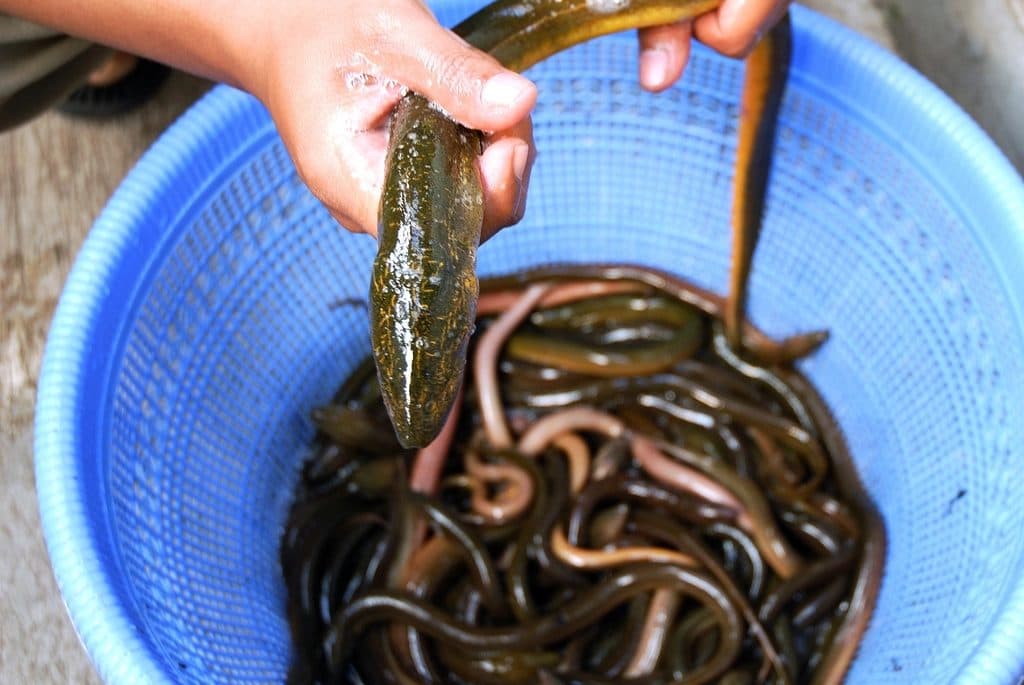 加工場で手作業により魚を選別する様子